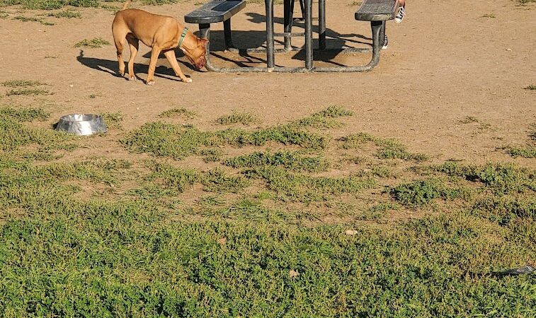 City of Longmont Dog Park #1 - Longmont, CO