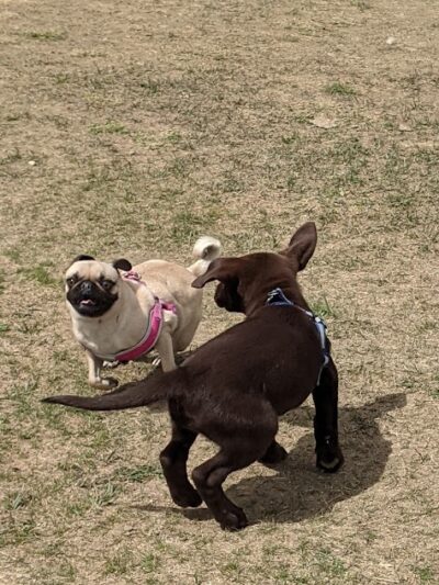 City of Longmont Dog Park #1 - Longmont, CO