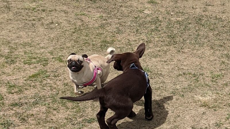 City of Longmont Dog Park #1 - Longmont, CO
