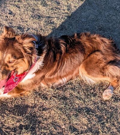 City of Longmont Dog Park #1 - Longmont, CO