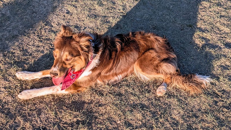 City of Longmont Dog Park #1 - Longmont, CO