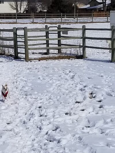 City of Longmont Dog Park #1 - Longmont, CO
