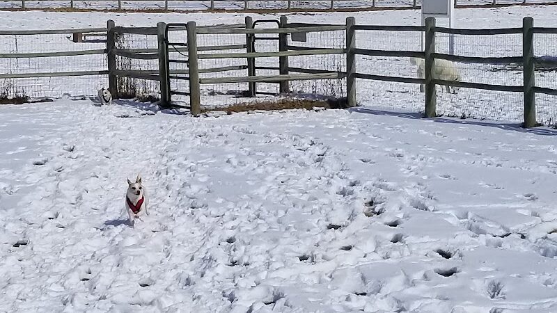 City of Longmont Dog Park #1 - Longmont, CO