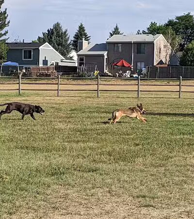 City of Longmont Dog Park #1 - Longmont, CO