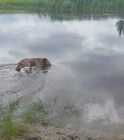 Lonsdale Dog Park - Lonsdale, MN