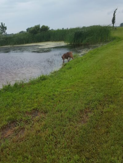 Lonsdale Dog Park - Lonsdale, MN
