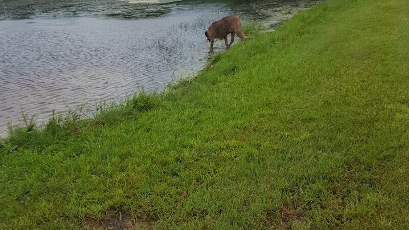 Lonsdale Dog Park - Lonsdale, MN