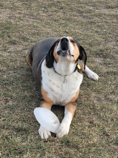 Lonsdale Dog Park - Lonsdale, MN