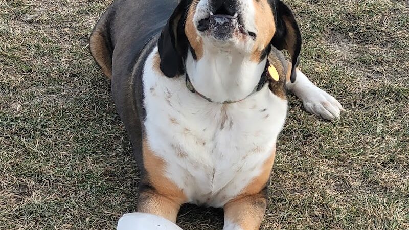 Lonsdale Dog Park - Lonsdale, MN