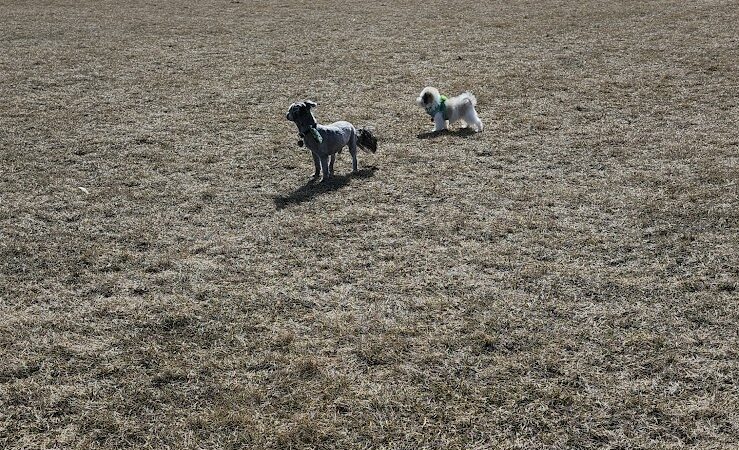 Lonsdale Dog Park - Lonsdale, MN