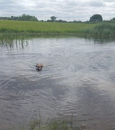 Lonsdale Dog Park - Lonsdale, MN