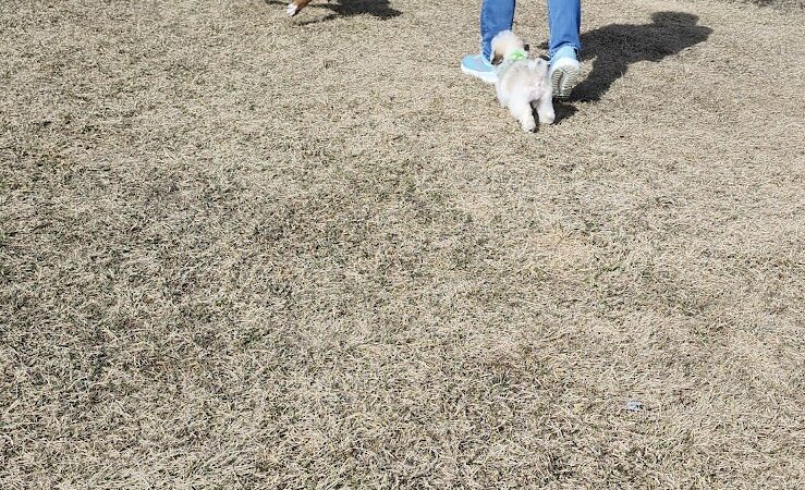 Lonsdale Dog Park - Lonsdale, MN