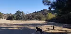 Laurel Canyon Dog Park - Los Angeles, CA