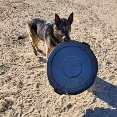 Laurel Canyon Dog Park - Los Angeles, CA