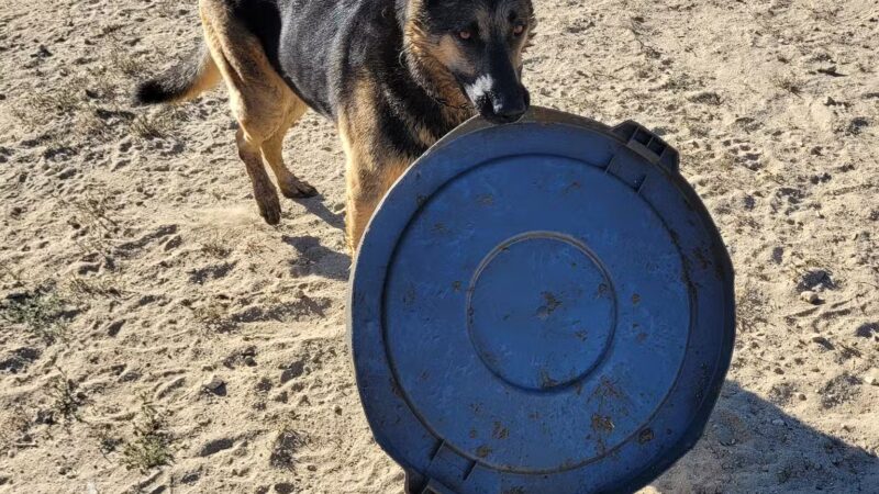 Laurel Canyon Dog Park - Los Angeles, CA