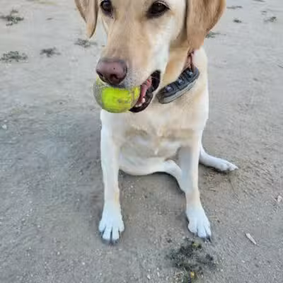 Laurel Canyon Dog Park - Los Angeles, CA