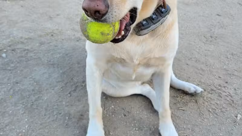 Laurel Canyon Dog Park - Los Angeles, CA