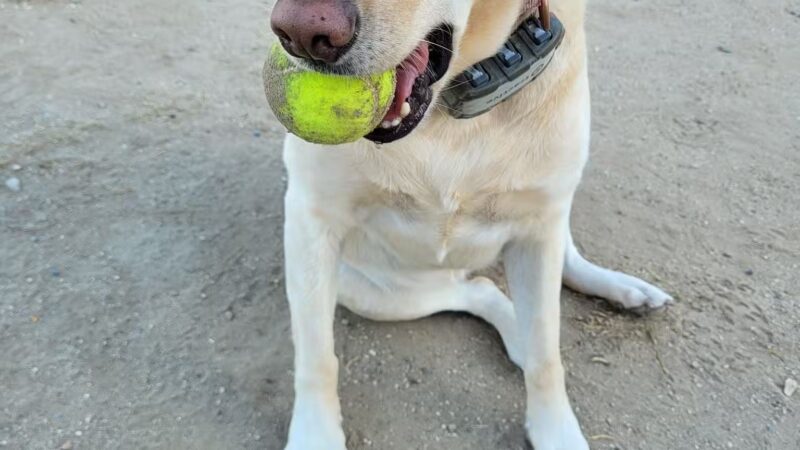 Laurel Canyon Dog Park - Los Angeles, CA