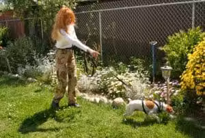 Lost Pet Detection - ,