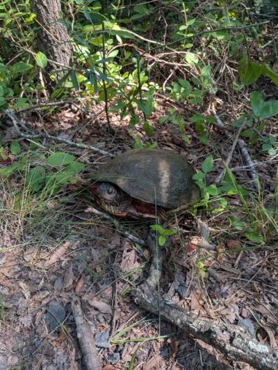 Jug Bay Wetlands Sanctuary - Lothian, MD