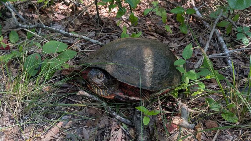 Jug Bay Wetlands Sanctuary - Lothian, MD