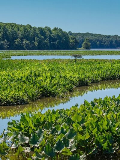 Jug Bay Wetlands Sanctuary - Lothian, MD