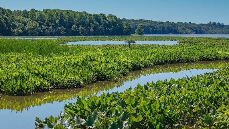 Jug Bay Wetlands Sanctuary - Lothian, MD