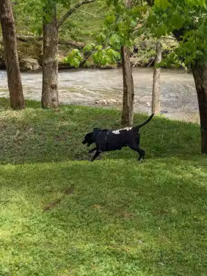Dog Park - Loudon, TN
