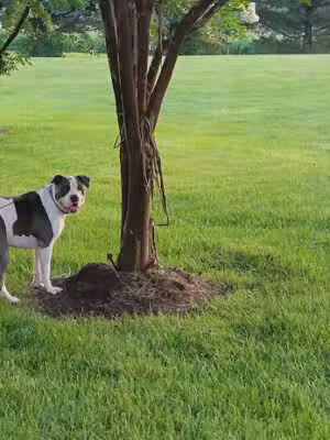 Louisville Dog Park - Louisville, TN