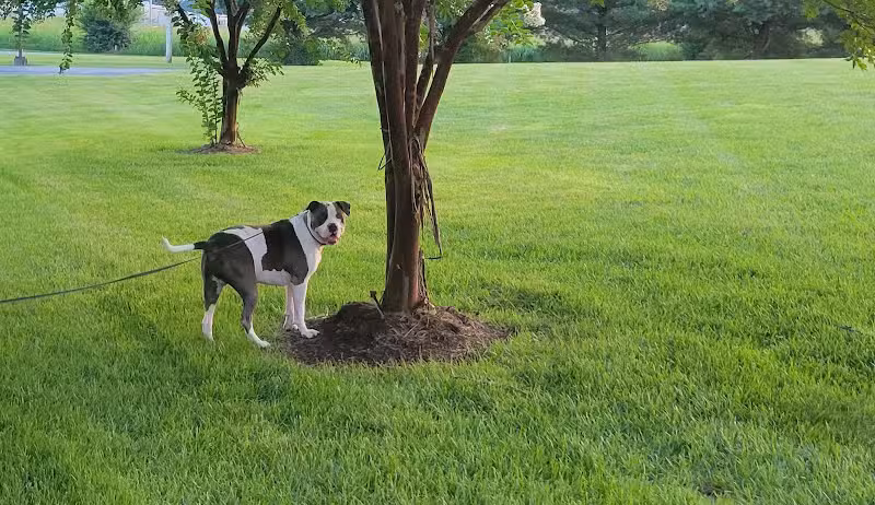 Louisville Dog Park - Louisville, TN