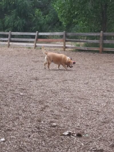 Dog Park at Fairgrounds Park - Loveland, CO