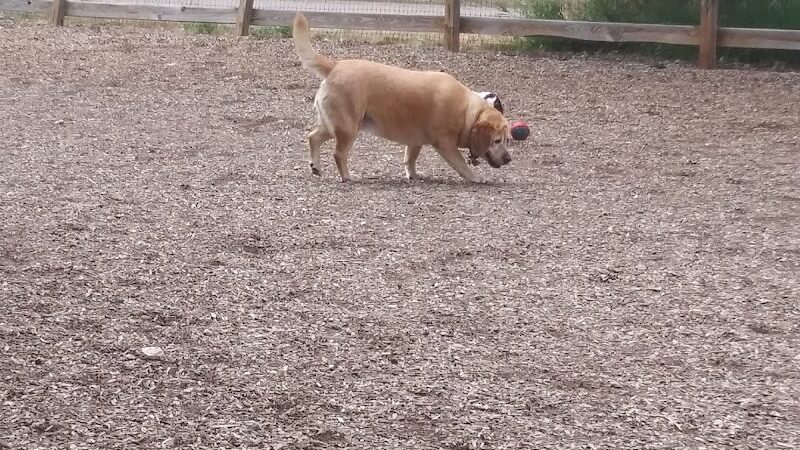 Dog Park at Fairgrounds Park - Loveland, CO