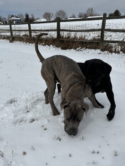 Dog Park at Fairgrounds Park - Loveland, CO