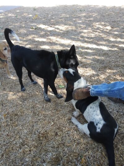 Dog Park at Fairgrounds Park - Loveland, CO
