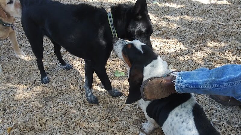 Dog Park at Fairgrounds Park - Loveland, CO