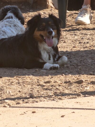 Dog Park at Fairgrounds Park - Loveland, CO