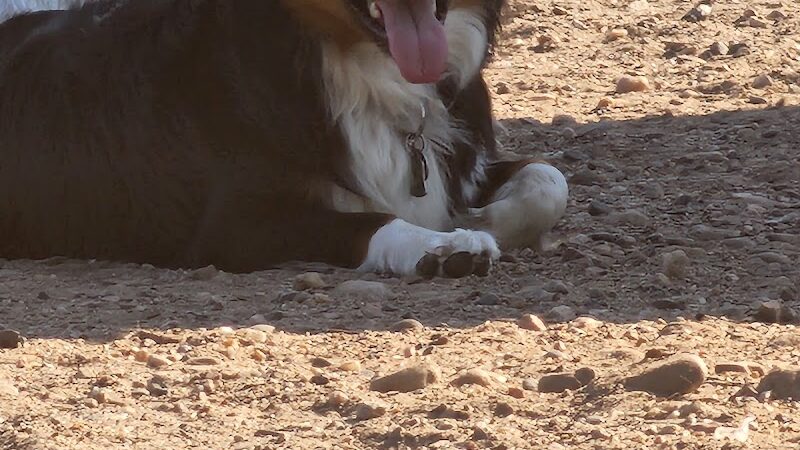 Dog Park at Fairgrounds Park - Loveland, CO