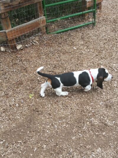 Dog Park at Fairgrounds Park - Loveland, CO