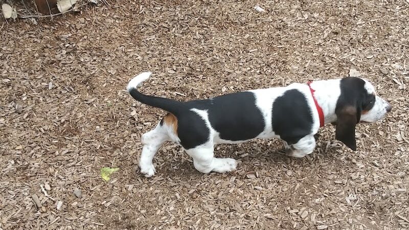 Dog Park at Fairgrounds Park - Loveland, CO