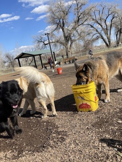Dog Park at Fairgrounds Park - Loveland, CO