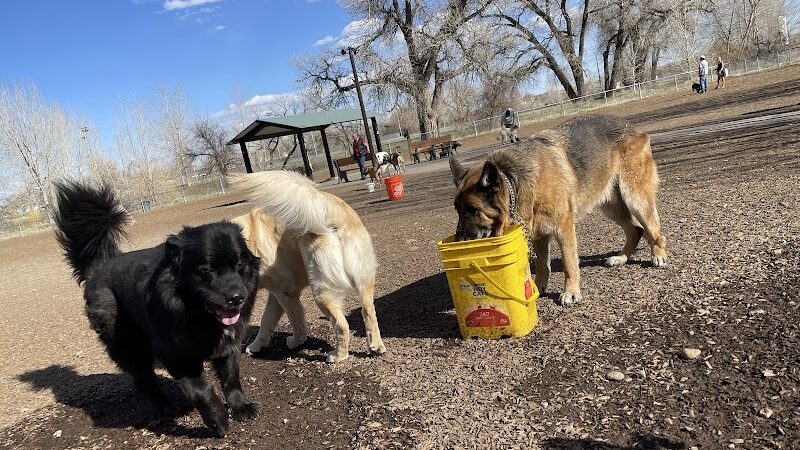 Dog Park at Fairgrounds Park - Loveland, CO