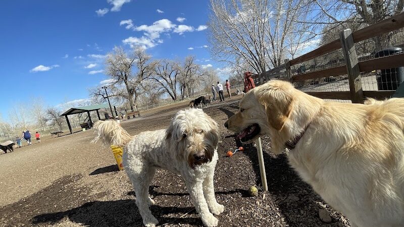 Dog Park at Fairgrounds Park - Loveland, CO