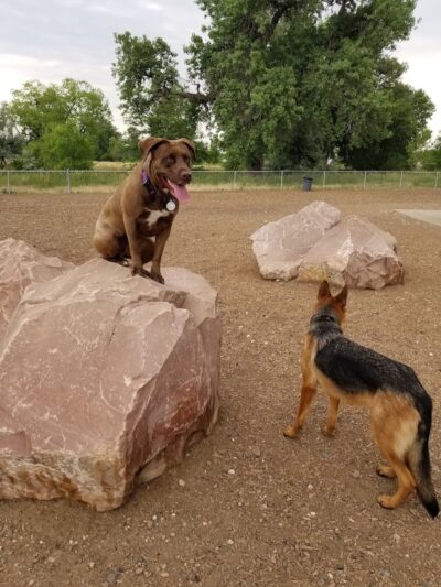 Dog Park at Fairgrounds Park - Loveland, CO