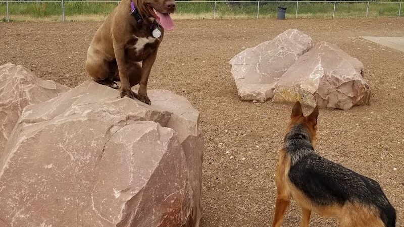 Dog Park at Fairgrounds Park - Loveland, CO