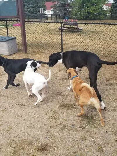 Animal Hospital of Lowell Dog Park - Lowell, MI