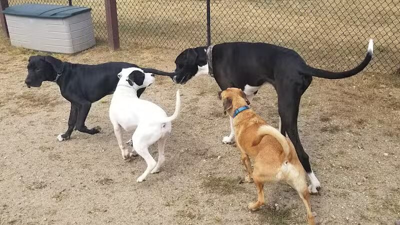 Animal Hospital of Lowell Dog Park - Lowell, MI
