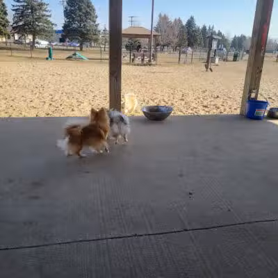 Animal Hospital of Lowell Dog Park - Lowell, MI