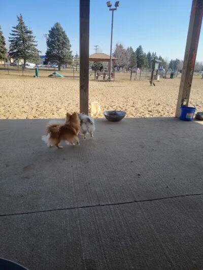 Animal Hospital of Lowell Dog Park - Lowell, MI