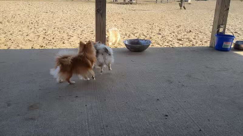 Animal Hospital of Lowell Dog Park - Lowell, MI