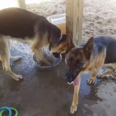 Animal Hospital of Lowell Dog Park - Lowell, MI